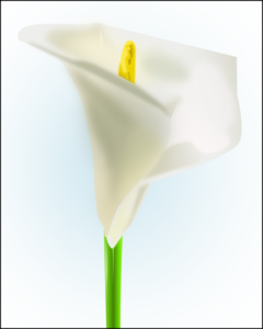 White Lily Clip Art